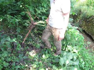 Koreň Phytolacca esculenta 
