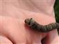 Larva