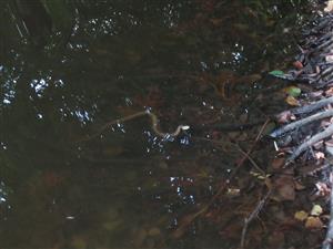 Natrix tessellata