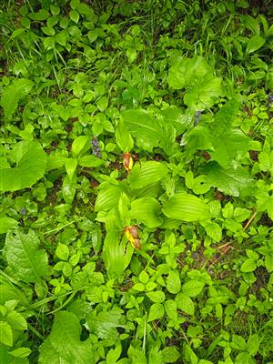 Cypripedium calceolus