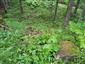 Cypripedium calceolus