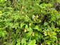 Cypripedium calceolus