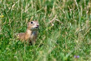 Spermophilus citellus