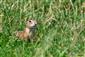 Spermophilus citellus