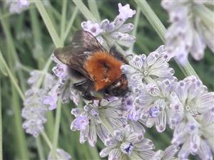 Čmeľ (stromový rakytový) (Bombus hypnorum)