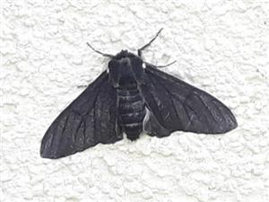 Piadivka brezová (Biston betularia)