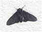 Biston betularia (Linnaeus, 1758)