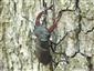 Roháč veľký (Lucanus cervus)