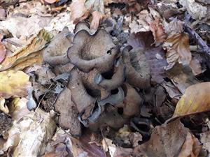 Lievik trúbkovitý (Craterellus cornucopioides)