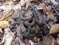 Lievik trúbkovitý (Craterellus cornucopioides)
