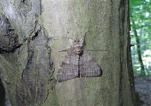 Stužkavec jelšový