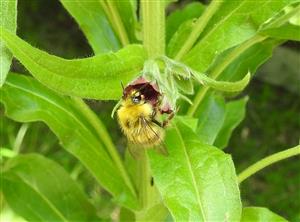 Čmeľ lúčny (Bombus pratorum)