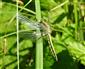 Vážka rybničná (Orthetrum cancellatum)