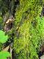 Buxbaumia viridis 