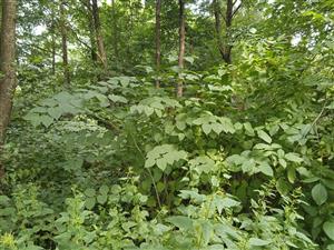 Fallopia japonica 