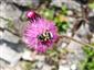 Trichius fasciatus (Linnaeus, 1758)