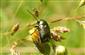 Cryptocephalus (Cryptocephalus) sericeus (Linnaeus, 1758)