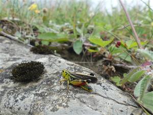 Arcyptera fusca_male