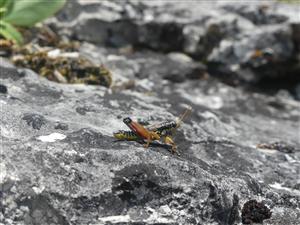 Podisma pedestris_male