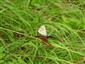 Polyommatus coridon (Poda, 1761)
