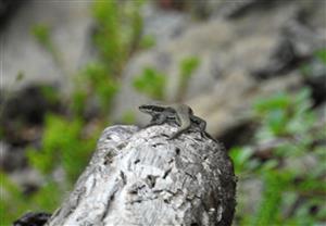 Jašterica múrová (Podarcis muralis)