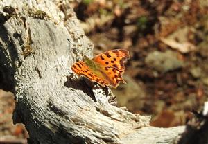 Babôčka zubatokrídla (Polygonia c-album)