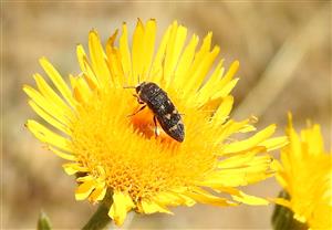 Krasoň (Acmaeoderella flavofasciata ssp. flavofasciata)