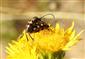 Judolia sexmaculata Linnaeus, 1758