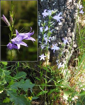 Zvonček repkový (Campanula rapunculus)