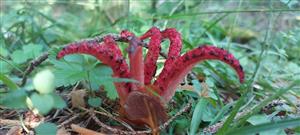 Clathrus archerii