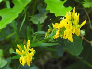 Kručinka farbiarska (Genista tinctoria)