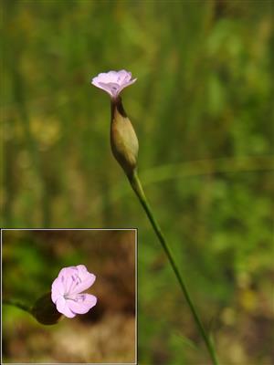 Tunika prerastená (Petrorhagia prolifera)