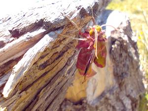 Delilephila porcellus