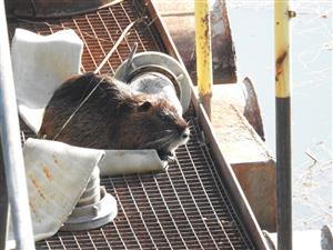 Nutria riečna (Myocastor coypus)