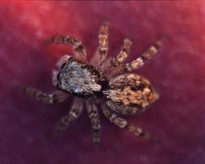 Skákavka Pseudeuophrys lanigera