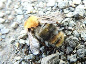 Čmeľ poľný (Bombus pascuorum)