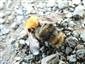 Bombus pascuorum (SCOPOLI, 1763)