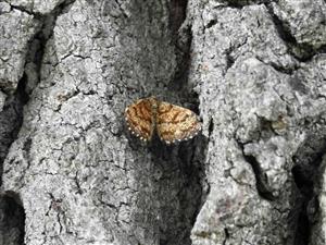 Piadivka vresová (Ematurga atomaria)