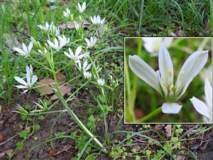 Bledavka Kochova (Ornithogalum kochii)