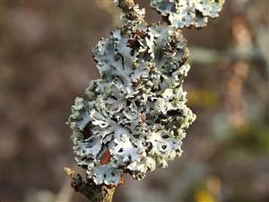 Diskovka bublinatá (Hypogymnia physodes)