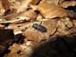 Spondylis buprestoides Linnaeus, 1758
