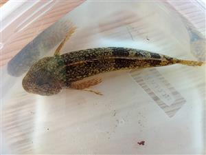 Cottus poecilopus