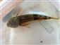 Cottus poecilopus Heckel, 1836