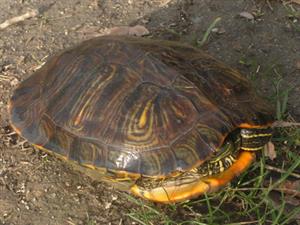 Trachemys scripta elegans