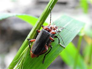 Snehuľčík obyčajný (Cantharis rustica)