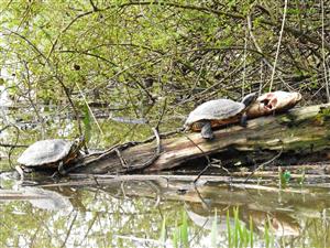 Korytnačka písmenková žltolíca (Trachemys scripta ssp. scripta)