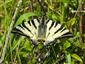 Vidlochvost ovocný (Iphiclides podalirius)