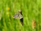 Pyrgus malvae (Linnaeus, 1758)