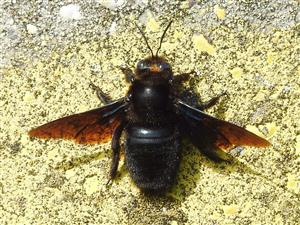 Drevár Xylocopa valga