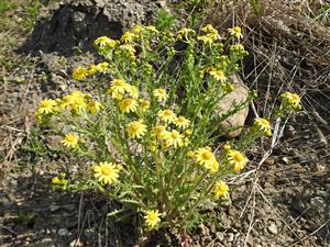 Starček jarný (Senecio vernalis)